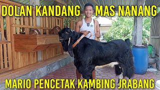 Mario Pencetak Kambing Jrabang | Persilangan Kambing PE dan Jawa Randu Hasilnya Bagus