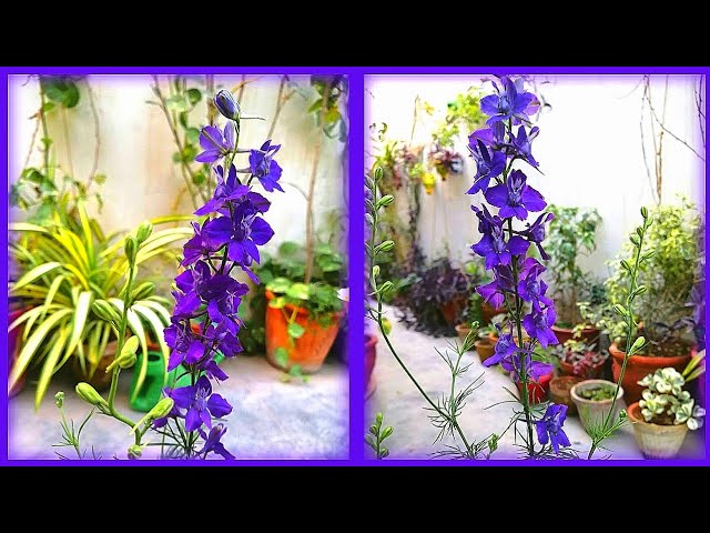 Delphinium Larkspur Flower Caring Tips