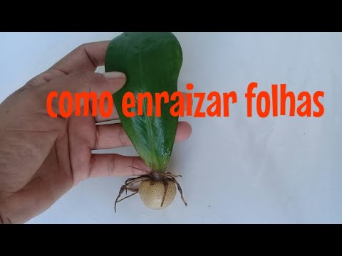 Vídeo: Como cultivar campânula com folhas de urtiga?