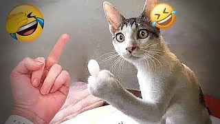 Cats & Dogs Trying To Be Cute & Funny | #7 | May | Funny | Comedy |