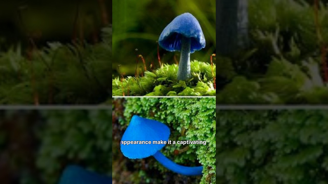 The ultimate guide to blue mushroom | unexpected 