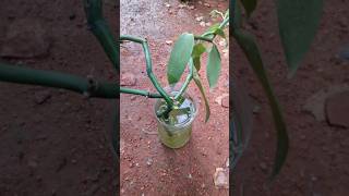 1 Cutting = Vanilla Plant 😱 Grow at Home | #terracegardenindia @Agrogreenfield #farming