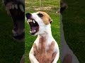 Angry jack russell