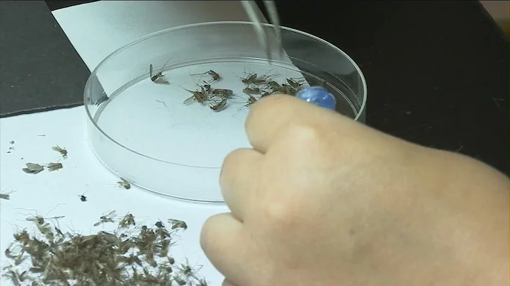 Five more mosquito samples test positive for EEE in Oswego County