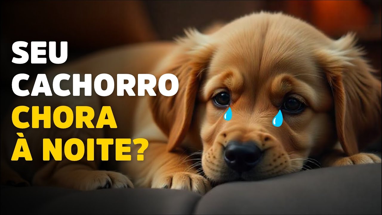 O que fazer se seu cachorro CHORAR À NOITE - YouTube