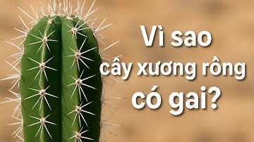 Vì Sao Xương Rồng Có Gai?| NMT T1673