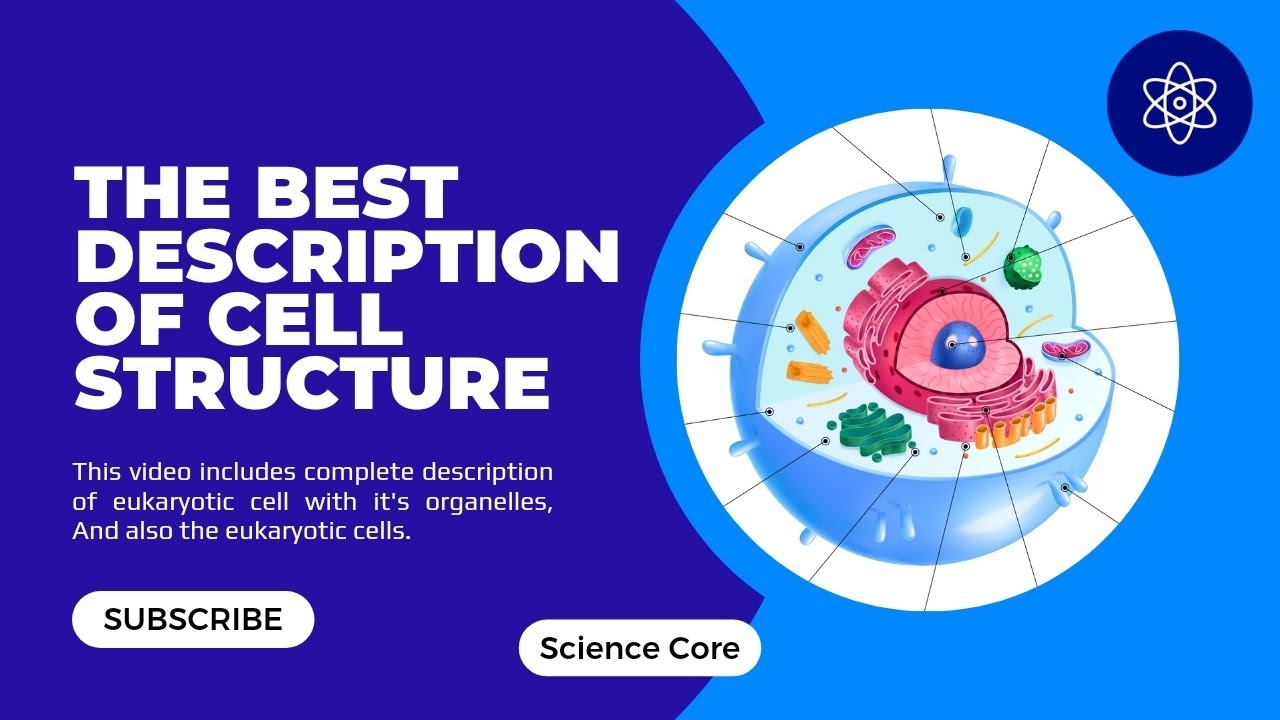 Cell Structure |3D Description of Cell Structure with its Organelles # ...