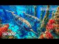 Dreamy Underwater Paradise 4K – Bright Marine Life &amp; Calm Sleep Sounds