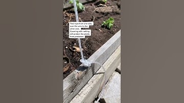 A short DIY trellis. Cucumbers need pollinators. I open up the netting everyday for better access.
