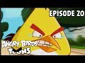 Angry Birds Toons | Run Chuck Run - S1 Ep20