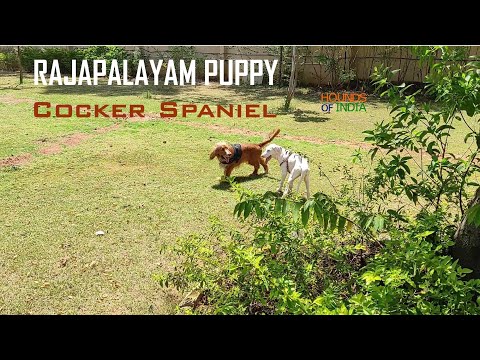 Rajapalayam Puppy with Cocker Spaniel