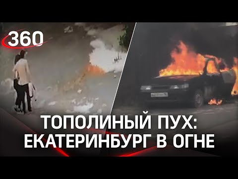 Тополиный пух: Екатеринбург в огне, Москва в шоке. Почему мэрия ничего не делает с тополями?