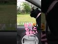 子猫に興味津々のこっちゃん【おしゃべり猫】