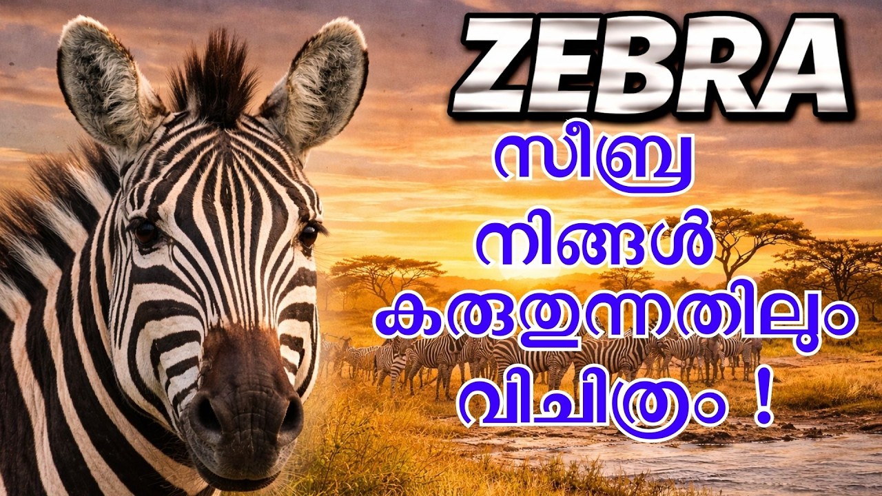 സീബ്ര നിങ്ങൾ കരുതുന്നതിലും വിചിത്രം !  Zebras are different than you think!