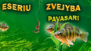 Kaip Pagauti Eseri Pavasari. Zvejyba