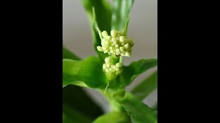 해피바이러스커버송 그대 없이는 못살아 , 패티김 I 해바 & 마음담아