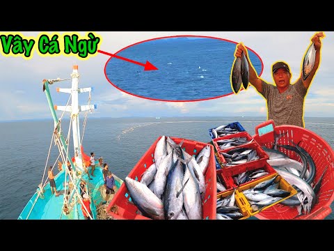 Video Bao Vây Đàn Cá Ngừ Bờ | Lưới Rút Gần Bờ | Sơn Phú Quốc - youtube