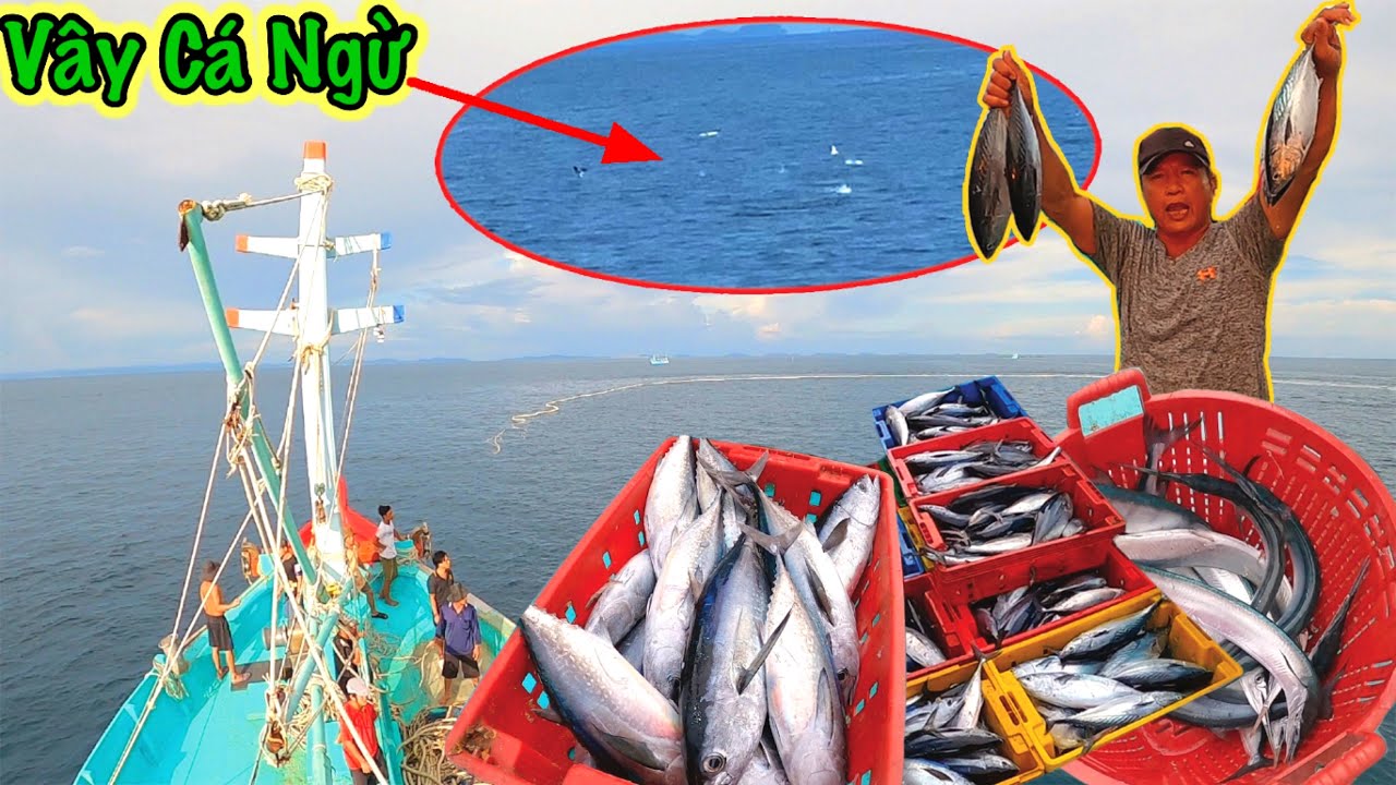 Bao Vây Đàn Cá Ngừ Bờ | Lưới Rút Gần Bờ | Sơn Phú Quốc