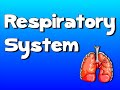 Respiration and Breathing Quiz