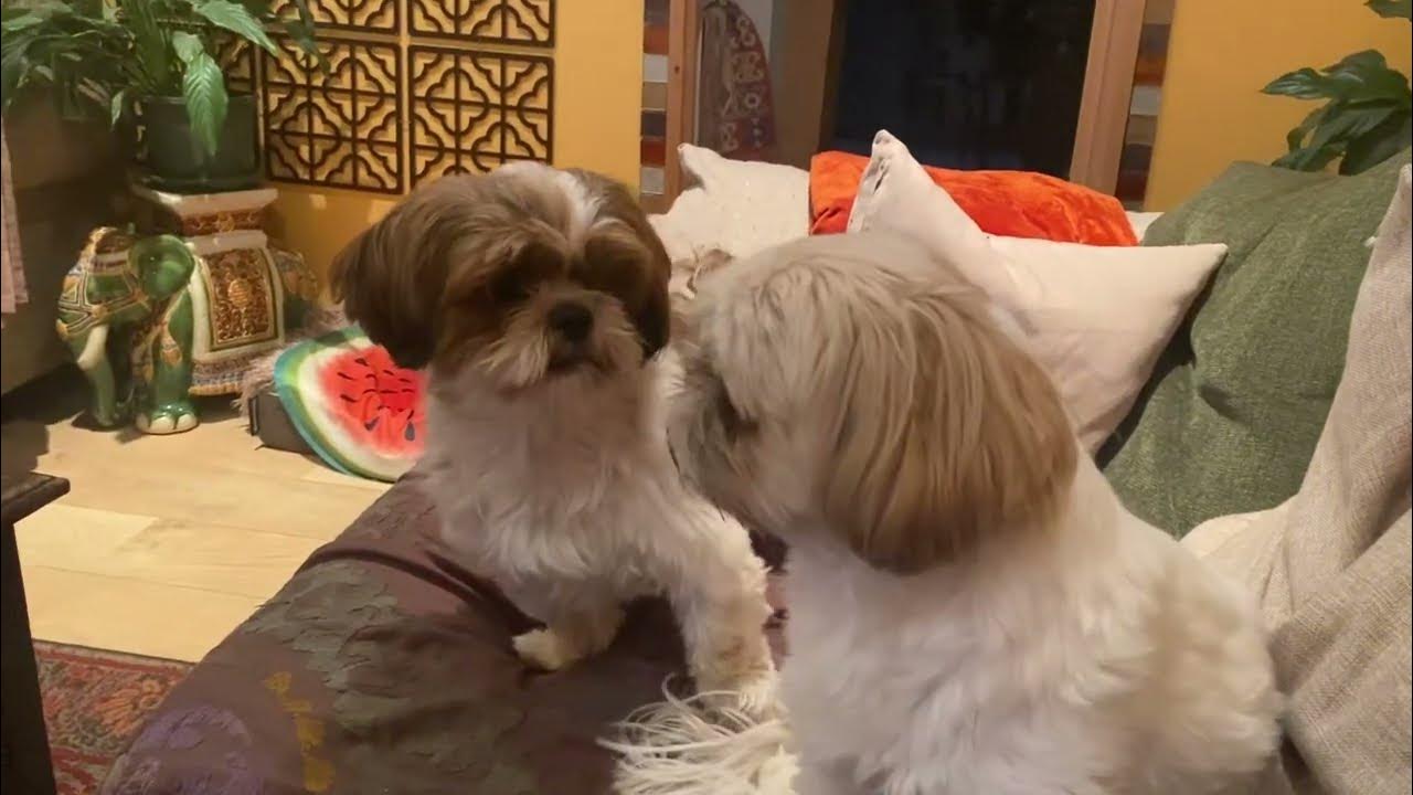Shih tzu barking and fighting Shih tzu barking and fighting