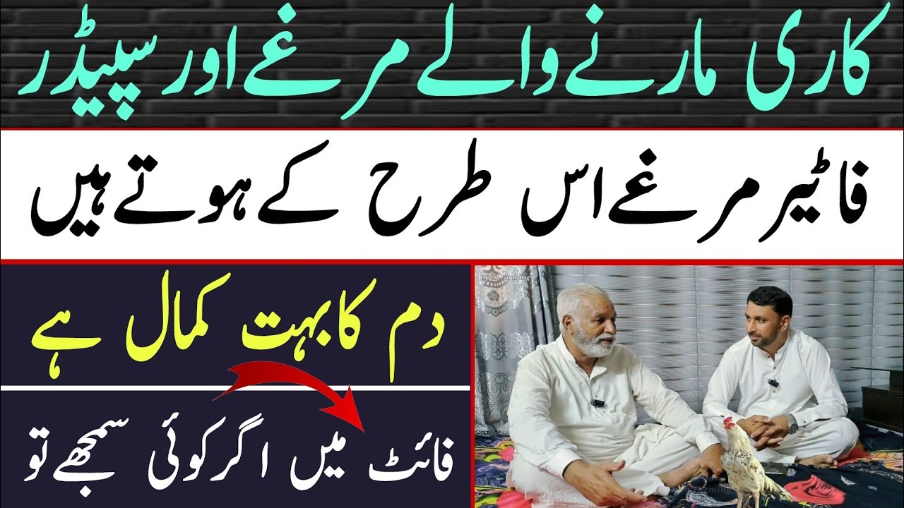 Aseel Rooster Information And Discussion With Ustad Saleem ( Cheemi ) From Jhelum | Open Farming 2.0