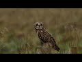 Short-eared Owls hunting  - Lancashire  -    December 2021.