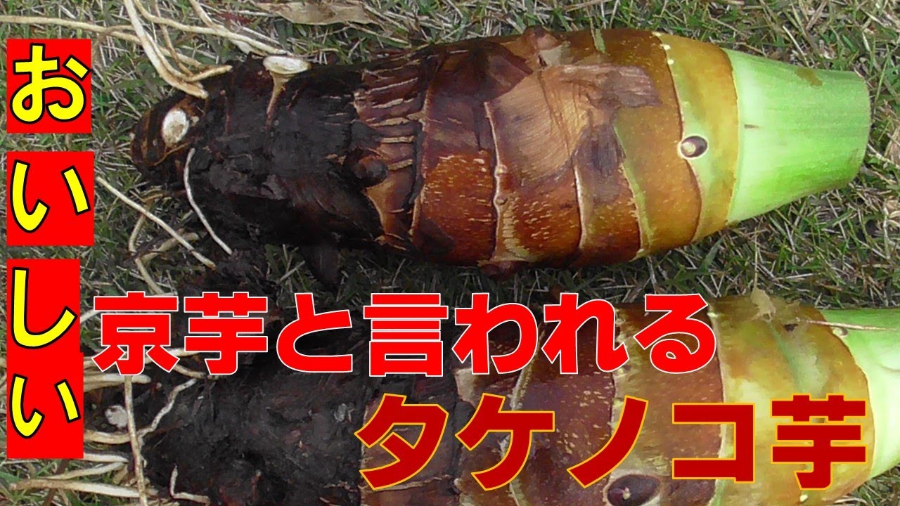 京イモともいわれ、タケノコのようなタケノコ芋 - YouTube 京イモともいわれ、タケノコのようなタケノコ芋 - YouTube