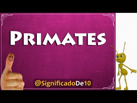 Primates Definición 💥 Significado de Primates