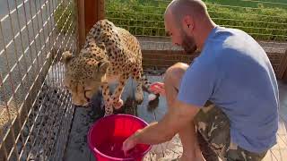 Incredible progress on 'how to bathe a cheetah'! Gerda will be showering so soon!