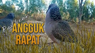 Tekukur Pikat Angguk Rapat