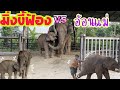 อาการแบบนี้_ไม่คึก_ไม่ตกมันสงสัยฝนจะตกแน่ๆ🐘🥱มิ่งง่วงคับพยากรณ์​ว่า_ตก_