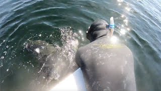 La tortue piégée est entourée de requins-tigres, mais les secours arrivent à toute vitesse