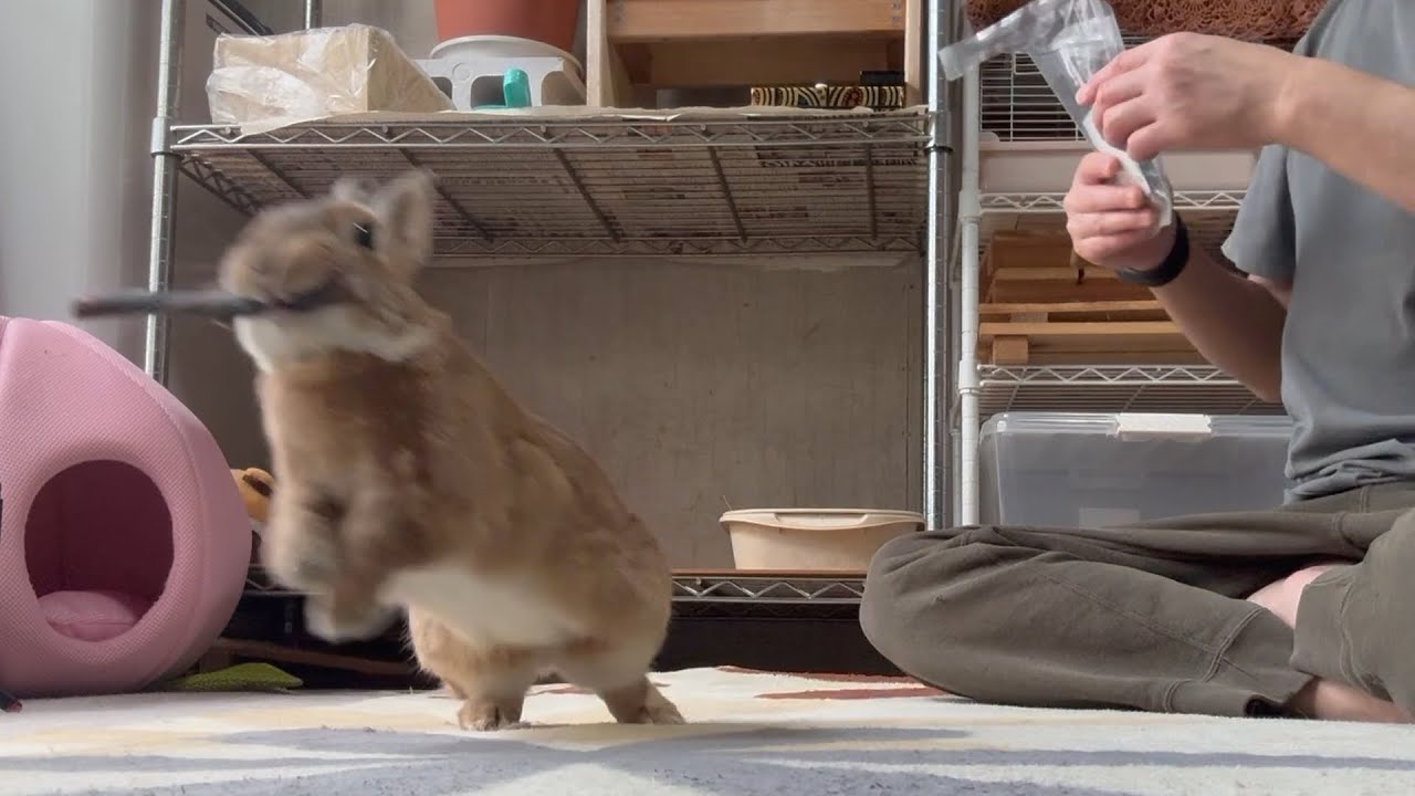 A rabbit who believes that a piece of stick is a treasure for the