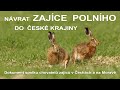 ZAJÍC POLNÍ - návrat do české krajiny / DOKUMENT