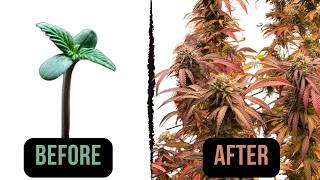 How I Transplant Without Stressing My Plants | Merengon, Grape Venom & Strawberry Cough