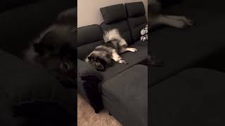 Keeshond having a temper tantrum!  #keeshond #dog #dogs #puppies