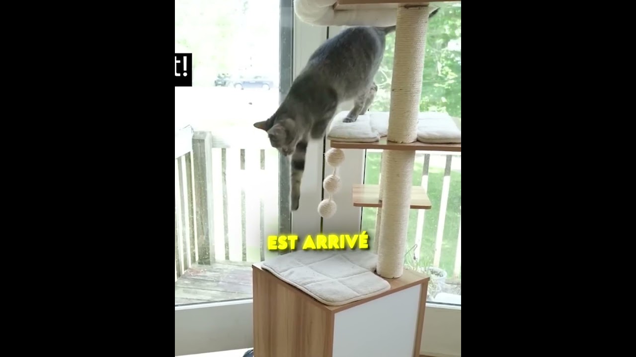 LE CHAT N'A RIEN COMPRIS ! 😱🤣