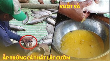 Kỹ thuật vuốt và ấp trứng cá Thát lát cườm