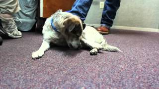 Oscar the Jack Russell Terrier / Australian Cattle Dog Mix is Looking For a Forever Home