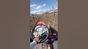 Grapes 🍇#royalbagaytdar001 #newvideo #farming #agriculture #grape #farming