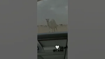 شيله غرو بدو يقضي المصياف برا 
