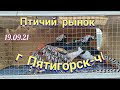 Голуби цены, птичий рынок г Пятигорск-ч1 Pigeons prices, bird market in Pyatigorsk-ch1