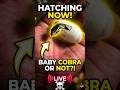 The Moment a Baby Snake Enters the World #shorts