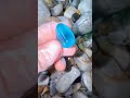 The Hidden Truth Behind "Pre-Cut" Beach Gems #beach #crystals #oceanpearl #satisfying