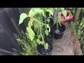 Nick’s Allotment Diary Live