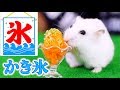 かき氷をゆきみちゃんに作ってみた🍧超簡単！【ハムスターかき氷】