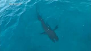 Connecticut man survives shark attack in the Bahamas