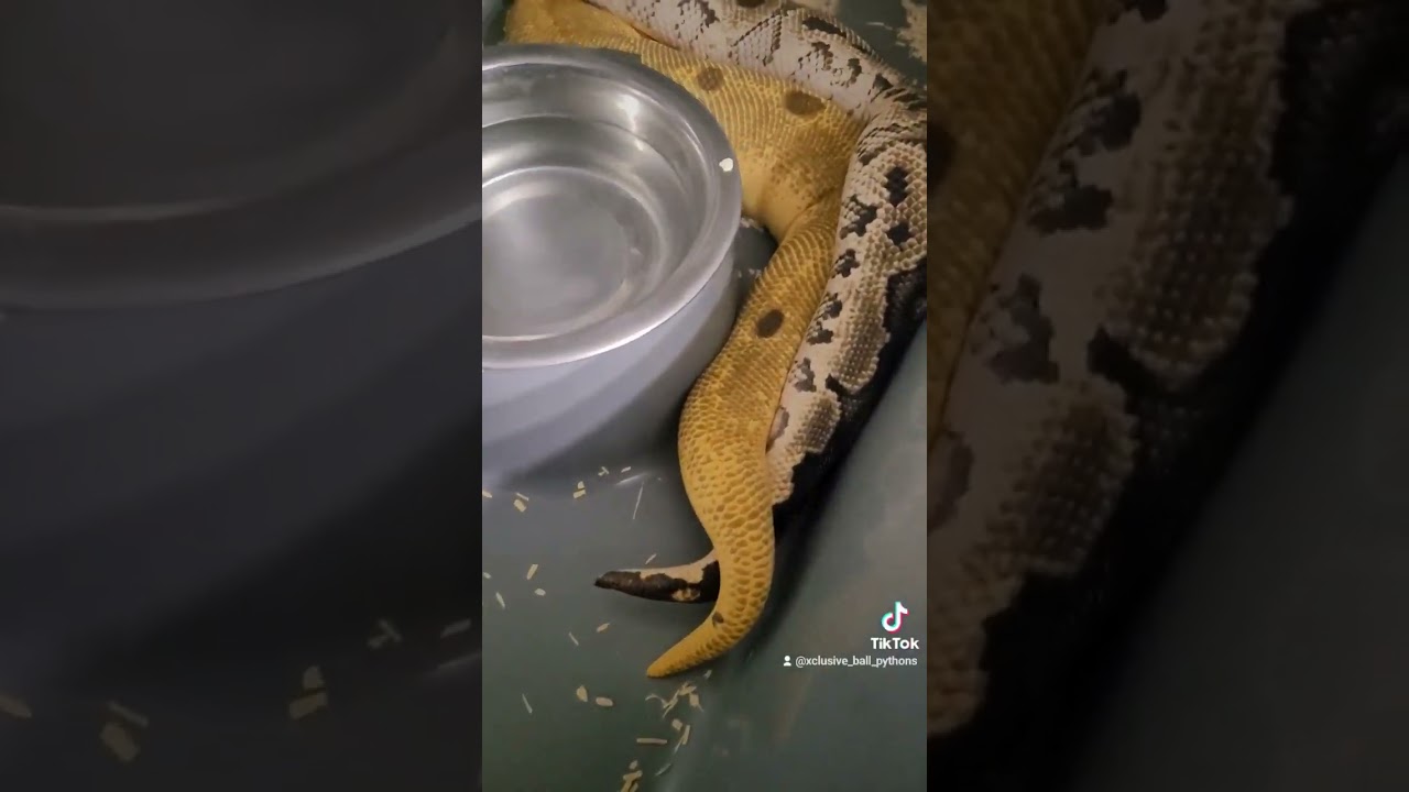 pastel super enchi yb clown x bongo clown first lock🩷🩷🩷🩷🩷🩷