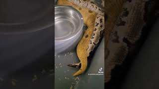 pastel super enchi yb clown x bongo clown first lock🩷🩷🩷🩷🩷🩷