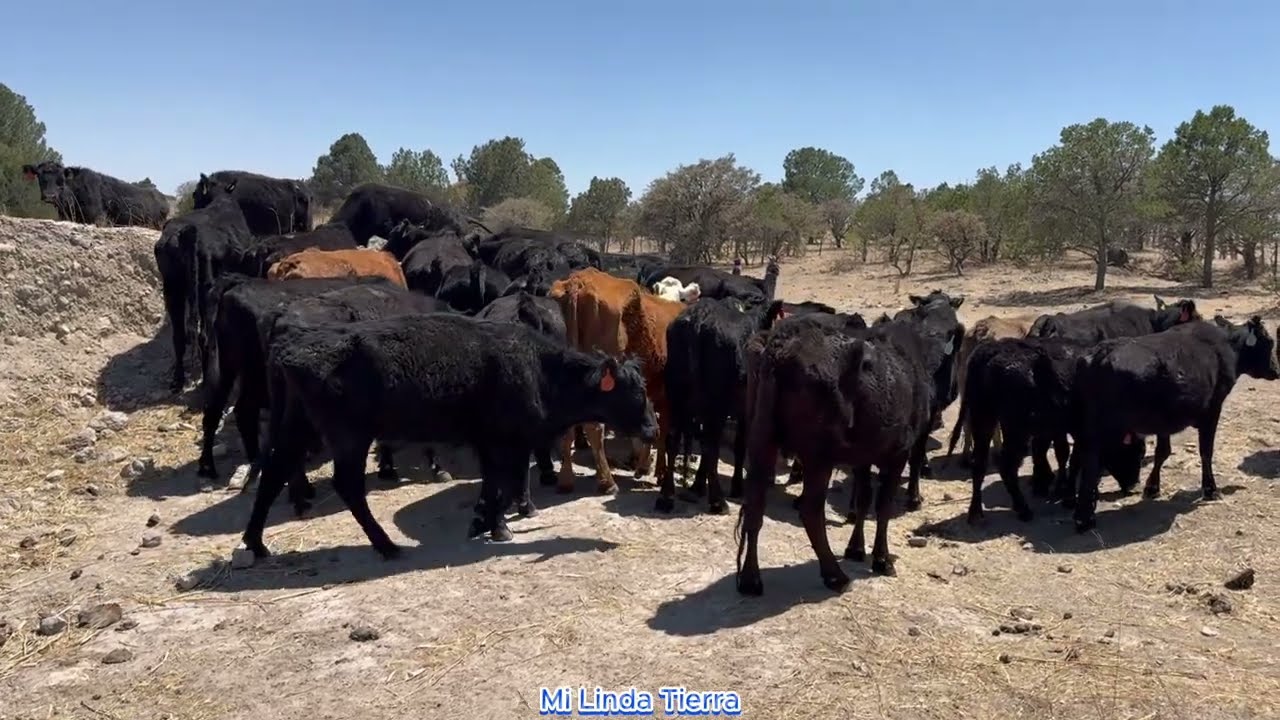 A COMO SE BIENE LA SEQUIA BOY A DESTETAR LOS BECERROS A LOS 2 MESES PREFIERO DARLE A LOS BECERROS